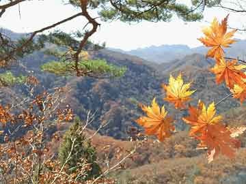 2004澳门天天开好彩大全|精选解释解析落实